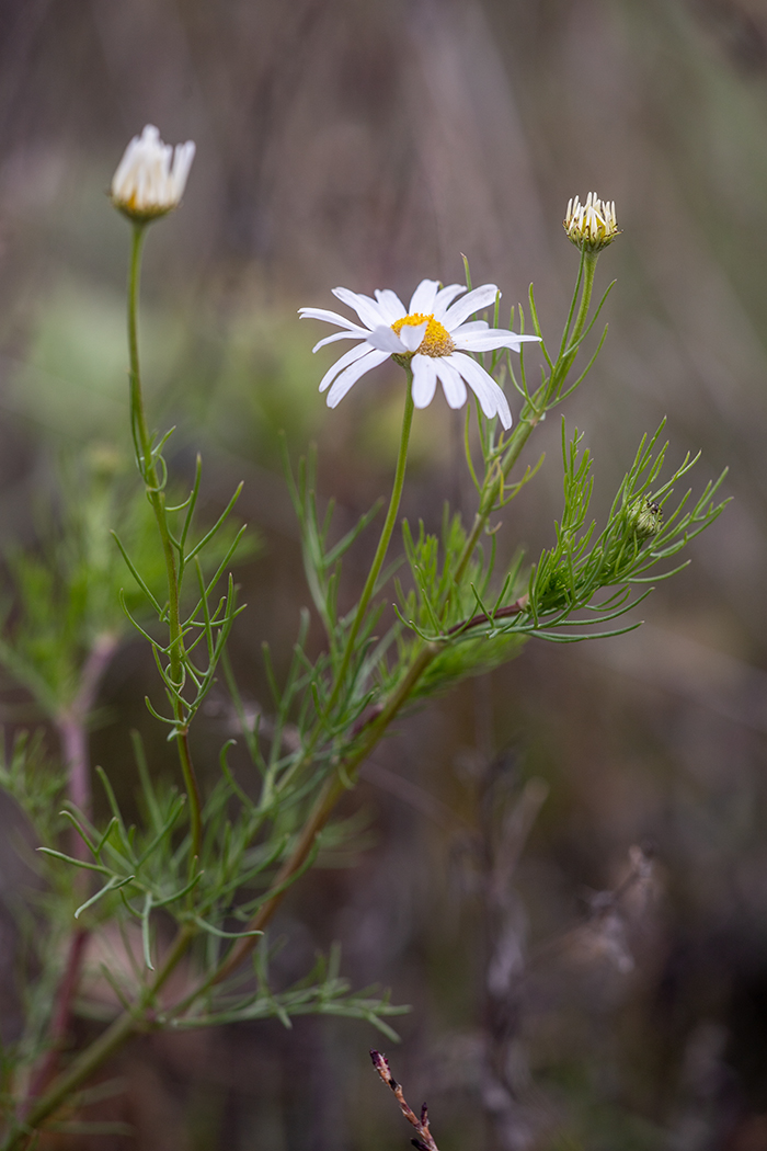 Image of Tripleurospermum inodorum specimen.