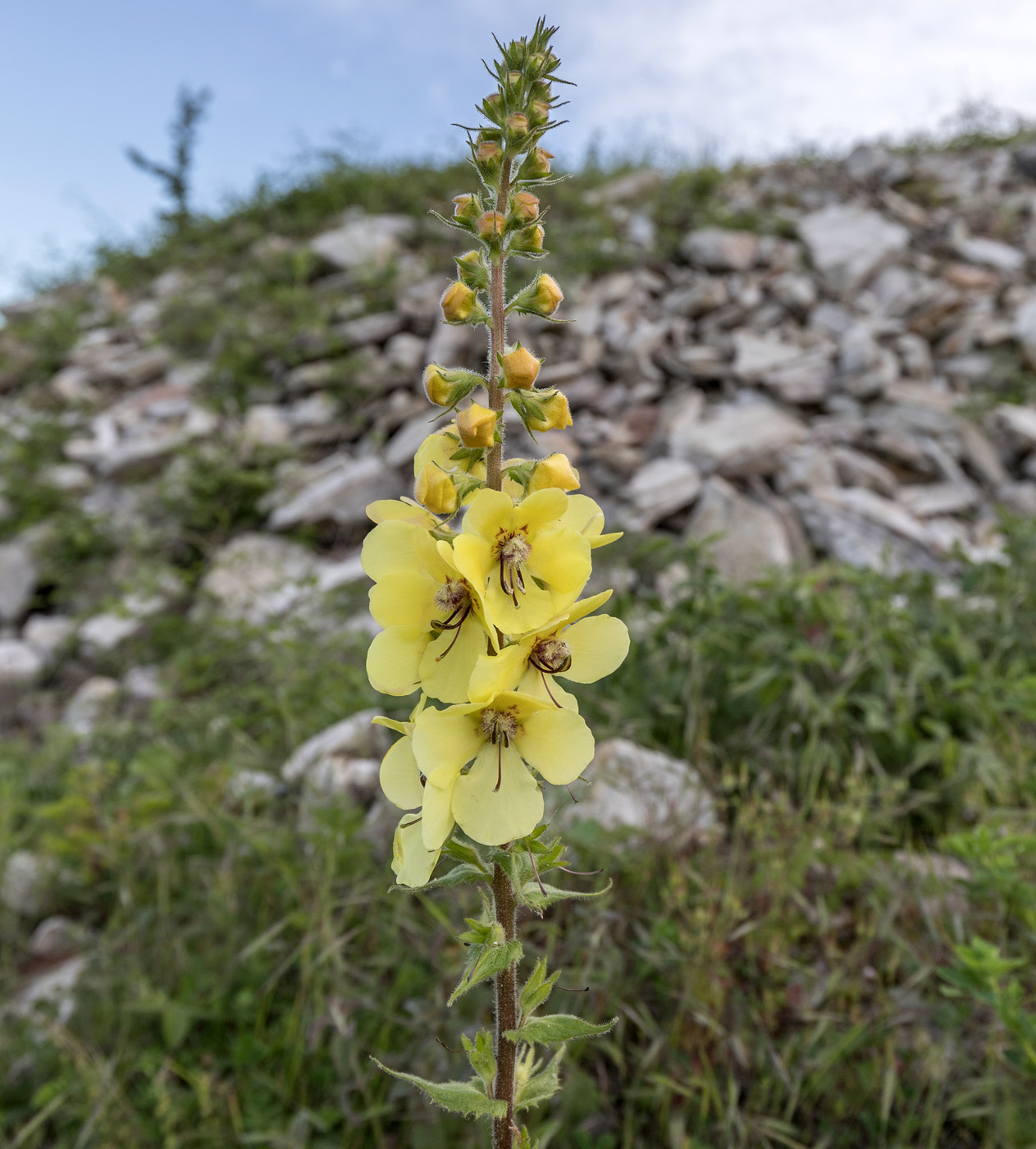 Изображение особи Verbascum spectabile.