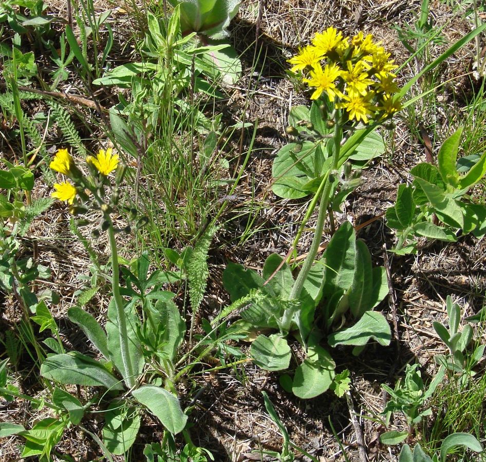 Image of Crepis praemorsa specimen.