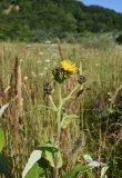 Inula helenium. Верхушка цветущего растения. Республика Адыгея, окраина пос. Каменномостский, ур. Холодное, луг. 29 июля 2022 г.