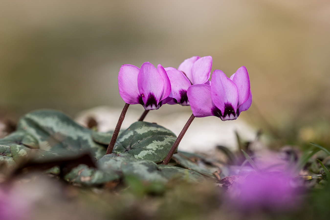 Image of genus Cyclamen specimen.