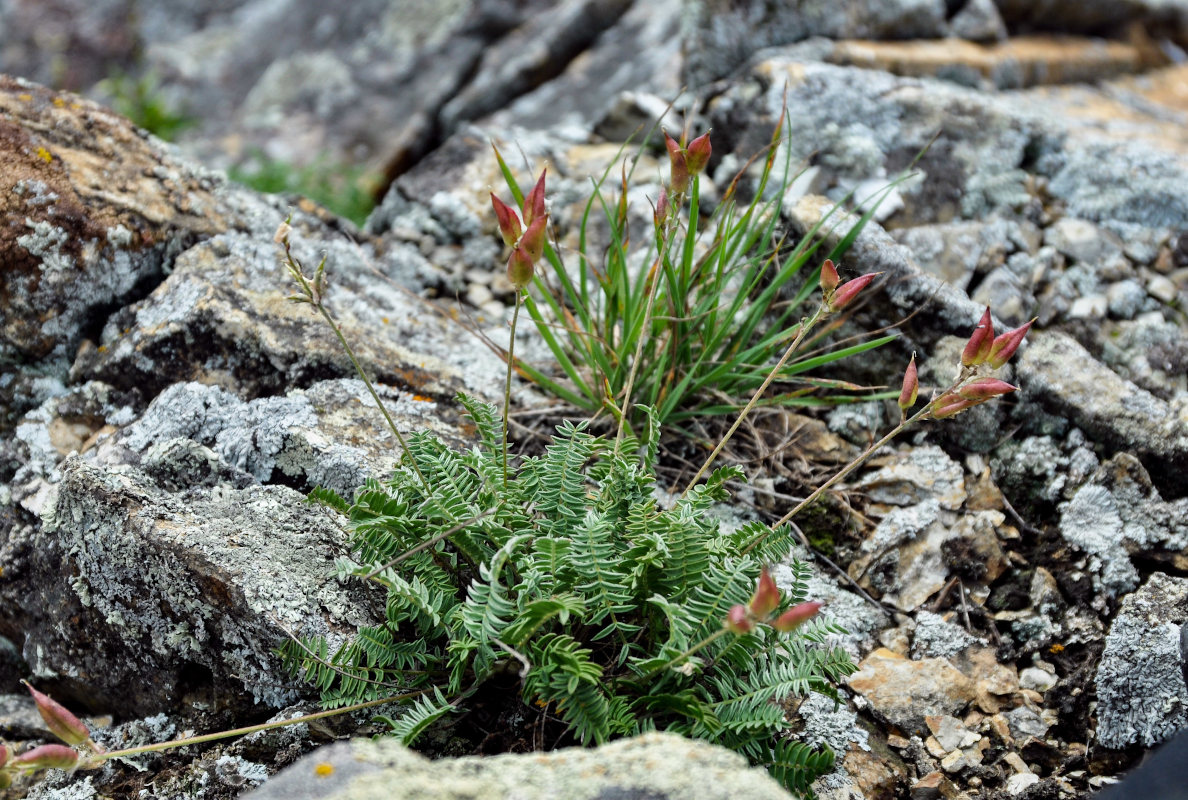 Image of Oxytropis mandshurica specimen.