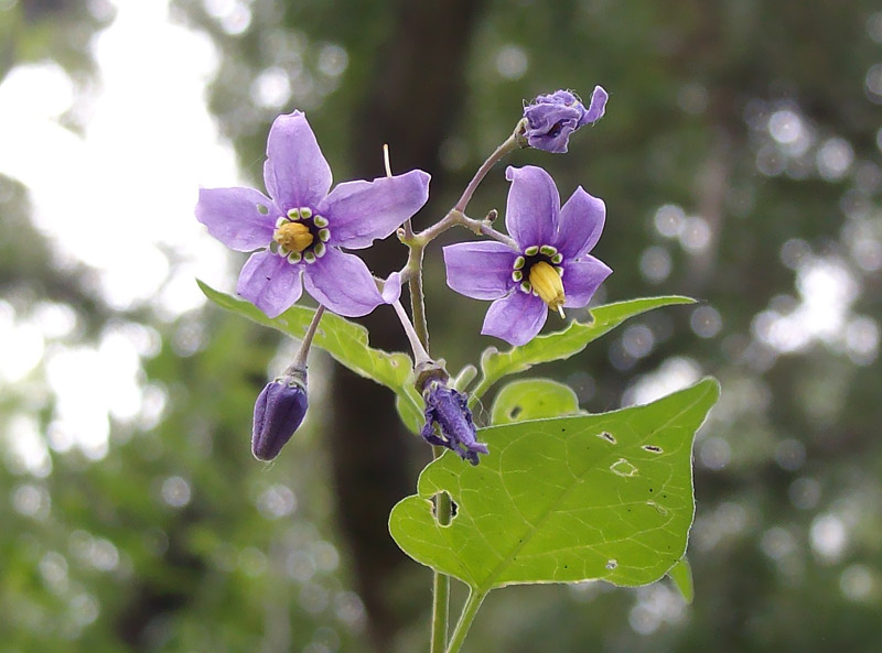 Image of Solanum kitagawae specimen.