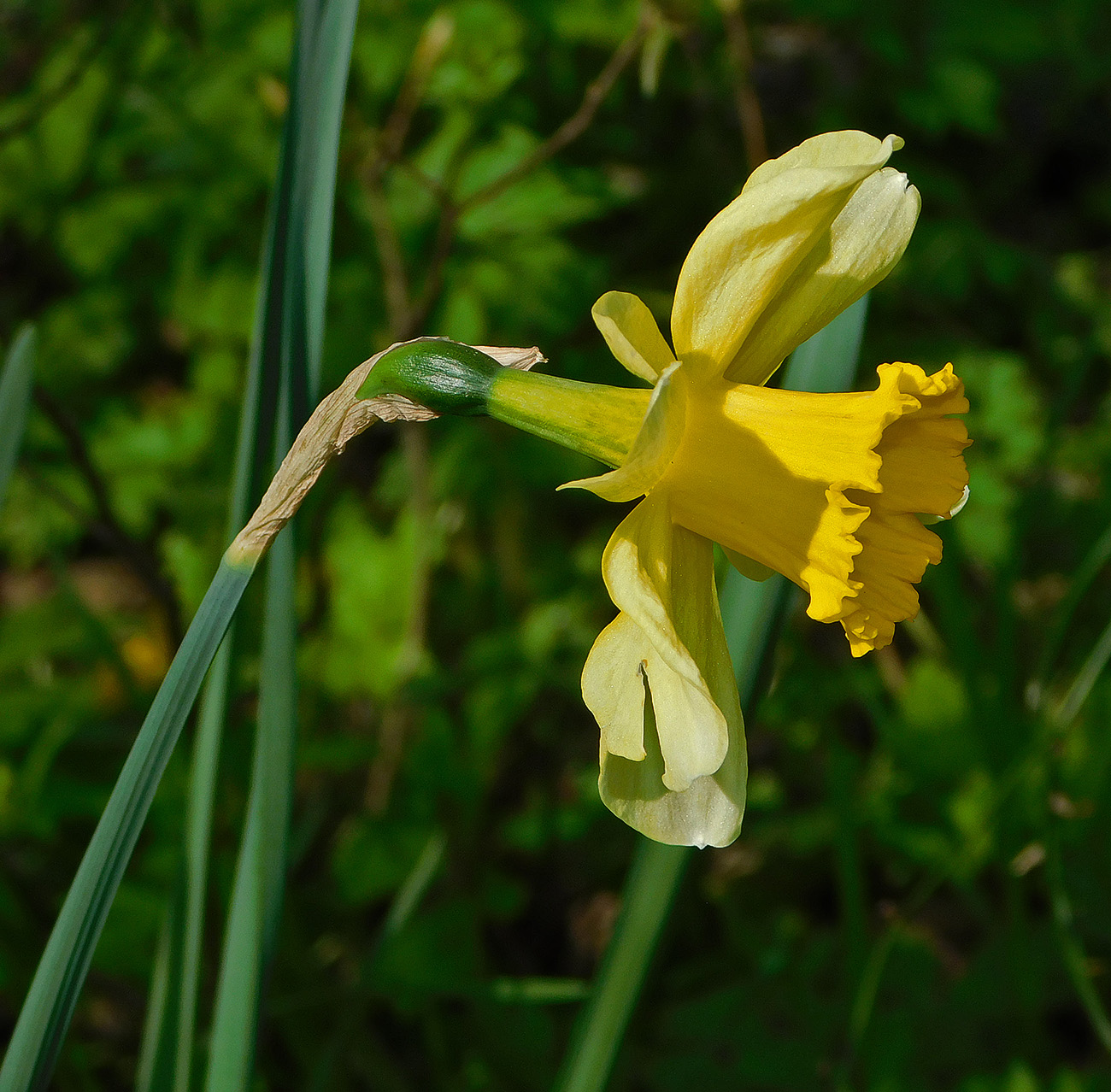 Изображение особи Narcissus pseudonarcissus.