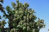 Mangifera indica . Часть кроны плодоносящего дерева. Египет, мухафаза Асуан, г. Ком-Омбо, в культуре. 05.05.2023.