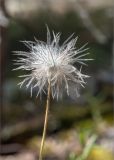 Pulsatilla patens. Верхушка побега с плодом. Ленинградская обл., Лужский р-н, окр. оз. Лебевое, беломошный сосновый бор. 11.06.2023.