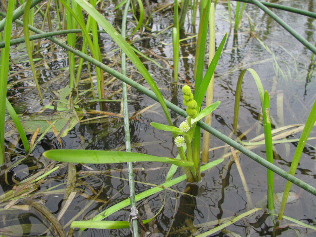 Image of Sparganium emersum specimen.