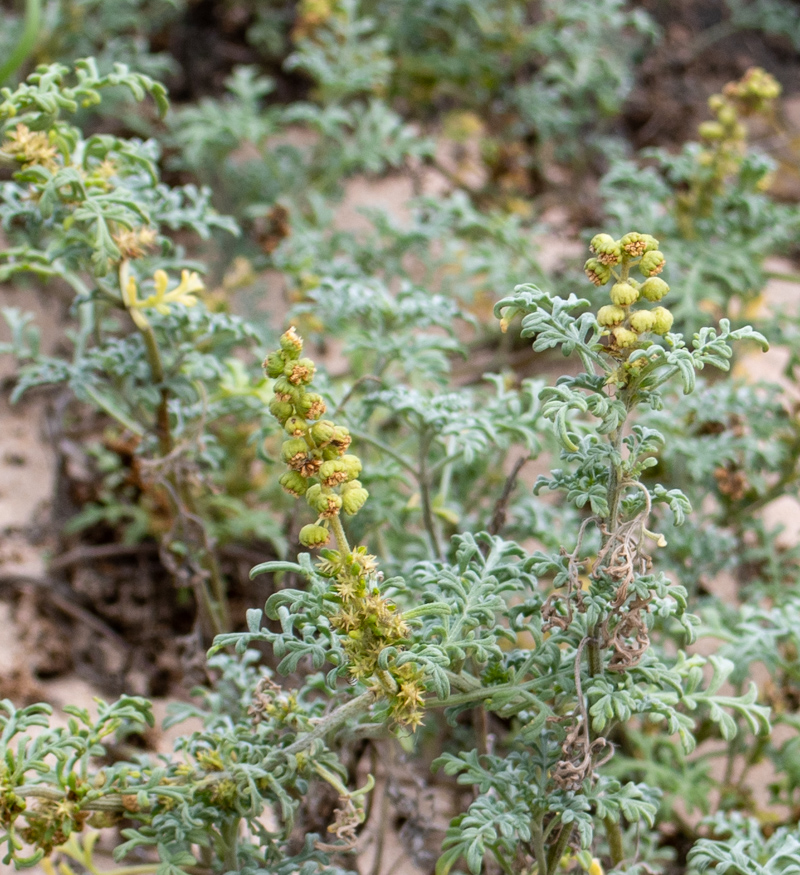 Изображение особи Ambrosia chamissonis.