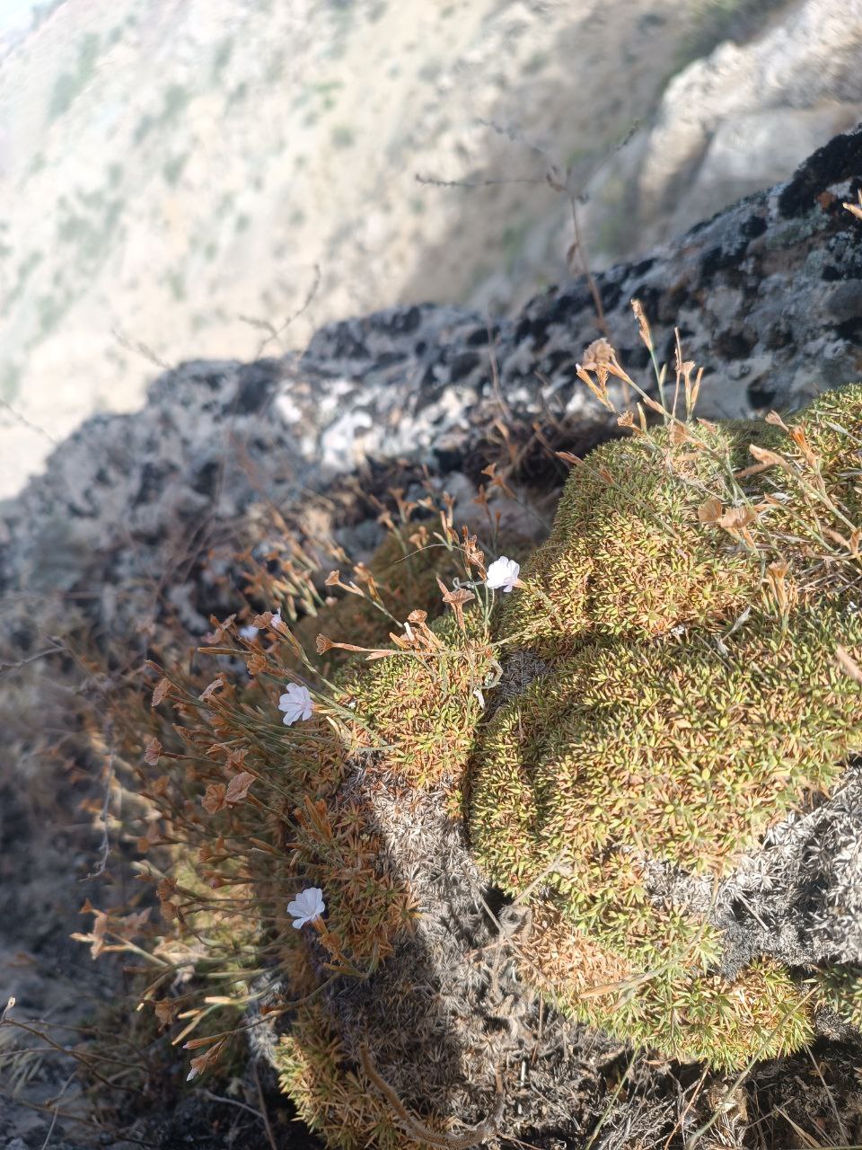 Image of genus Acantholimon specimen.