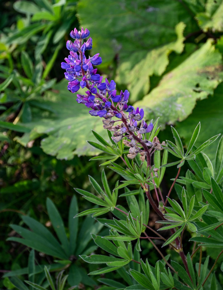 Изображение особи Lupinus polyphyllus.