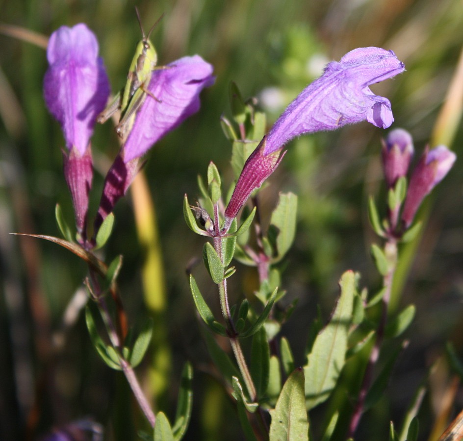 Image of Dracocephalum peregrinum specimen.