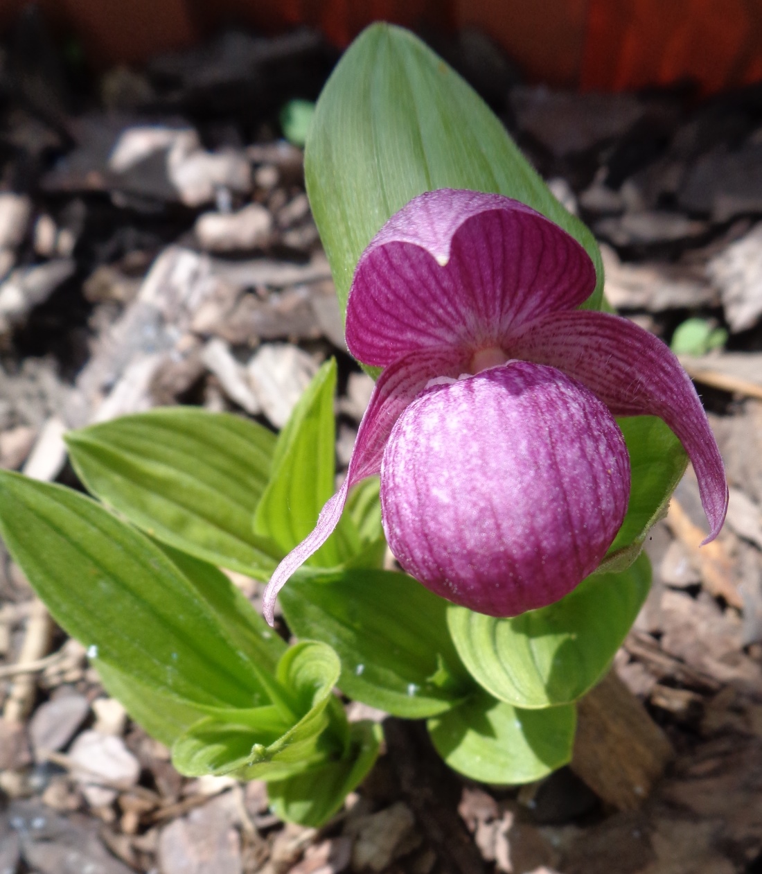 Image of Cypripedium macranthos specimen.