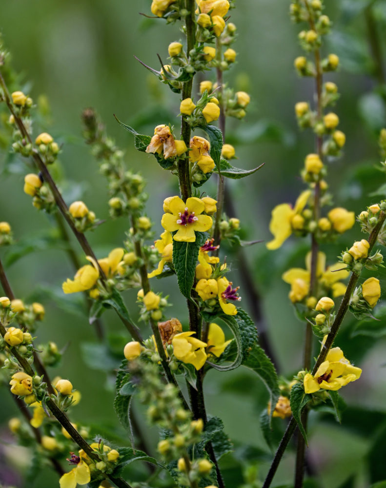 Изображение особи Verbascum marschallianum.