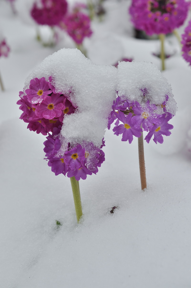 Изображение особи Primula denticulata.