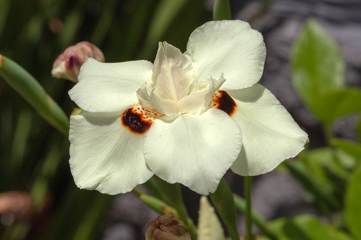 Image of Dietes bicolor specimen.