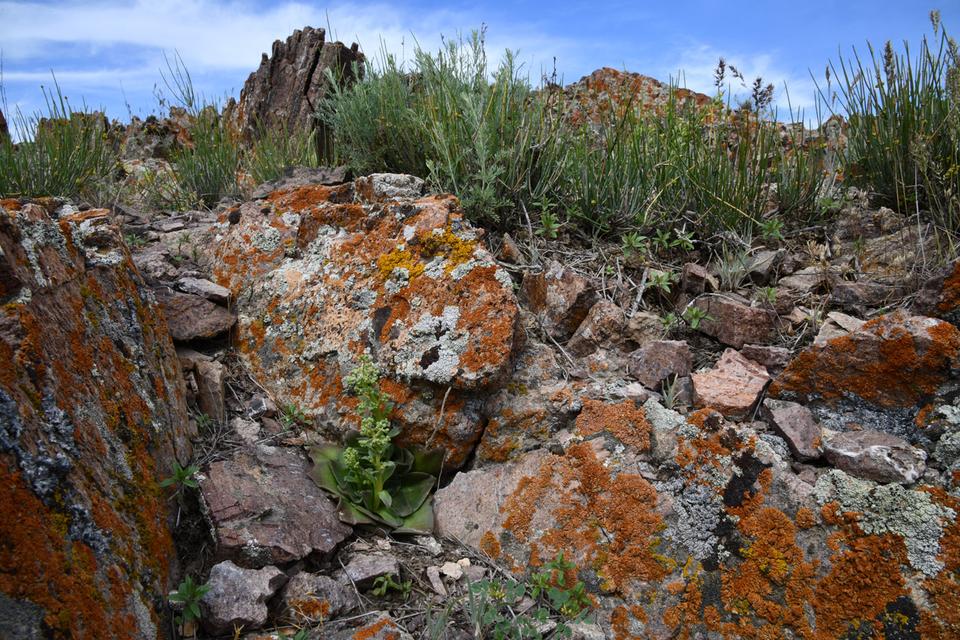 Image of Rosularia glabra specimen.