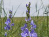 Veronica teucrium. Верхушка соцветия. Карачаево-Черкесия, Зеленчукский р-н, окр. станицы Исправная, СЗ склон горы Джисса, ≈ 1000 м н.у.м., разнотравно-злаковый луг. 15.06.2024.