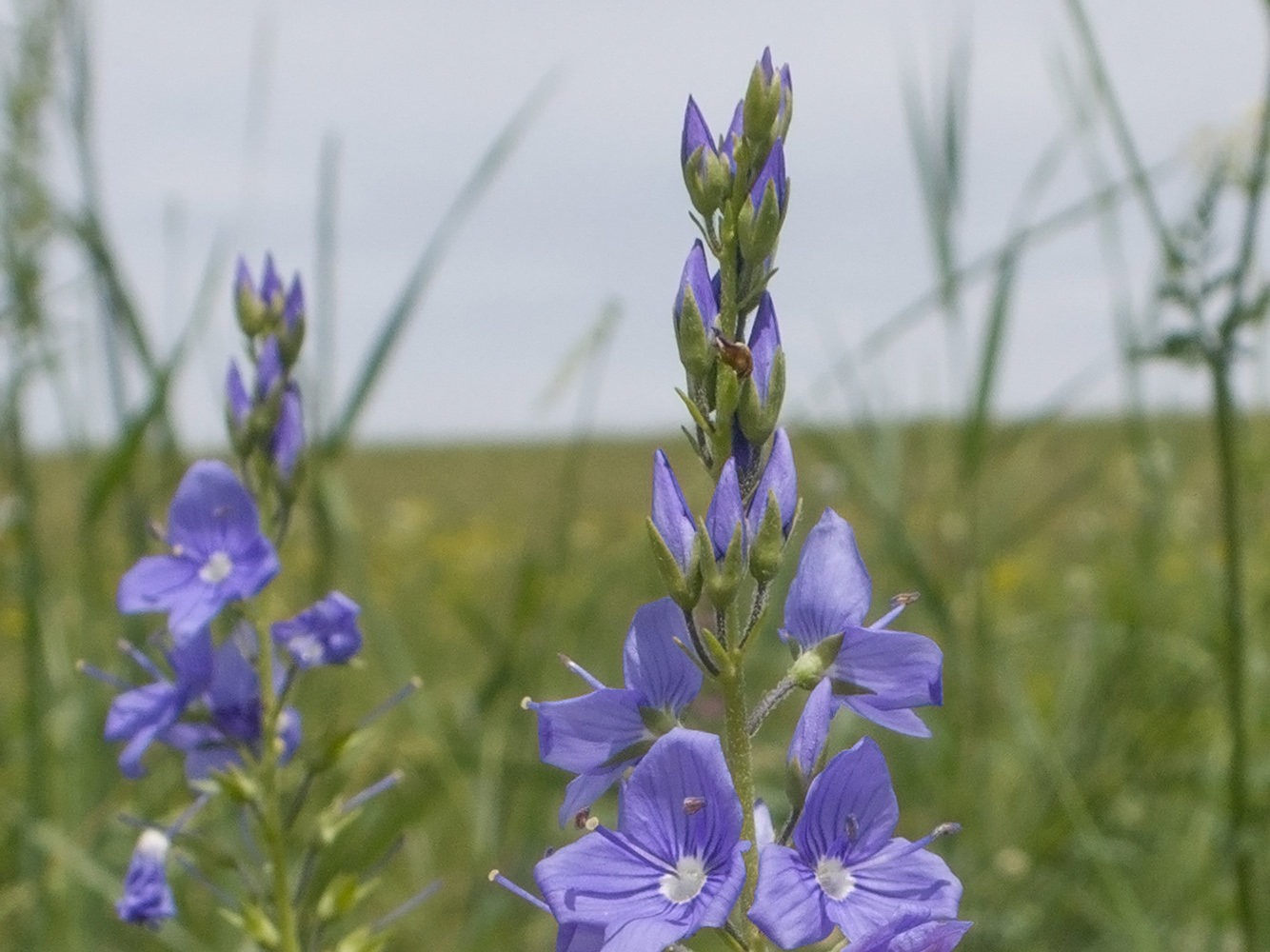 Изображение особи Veronica teucrium.