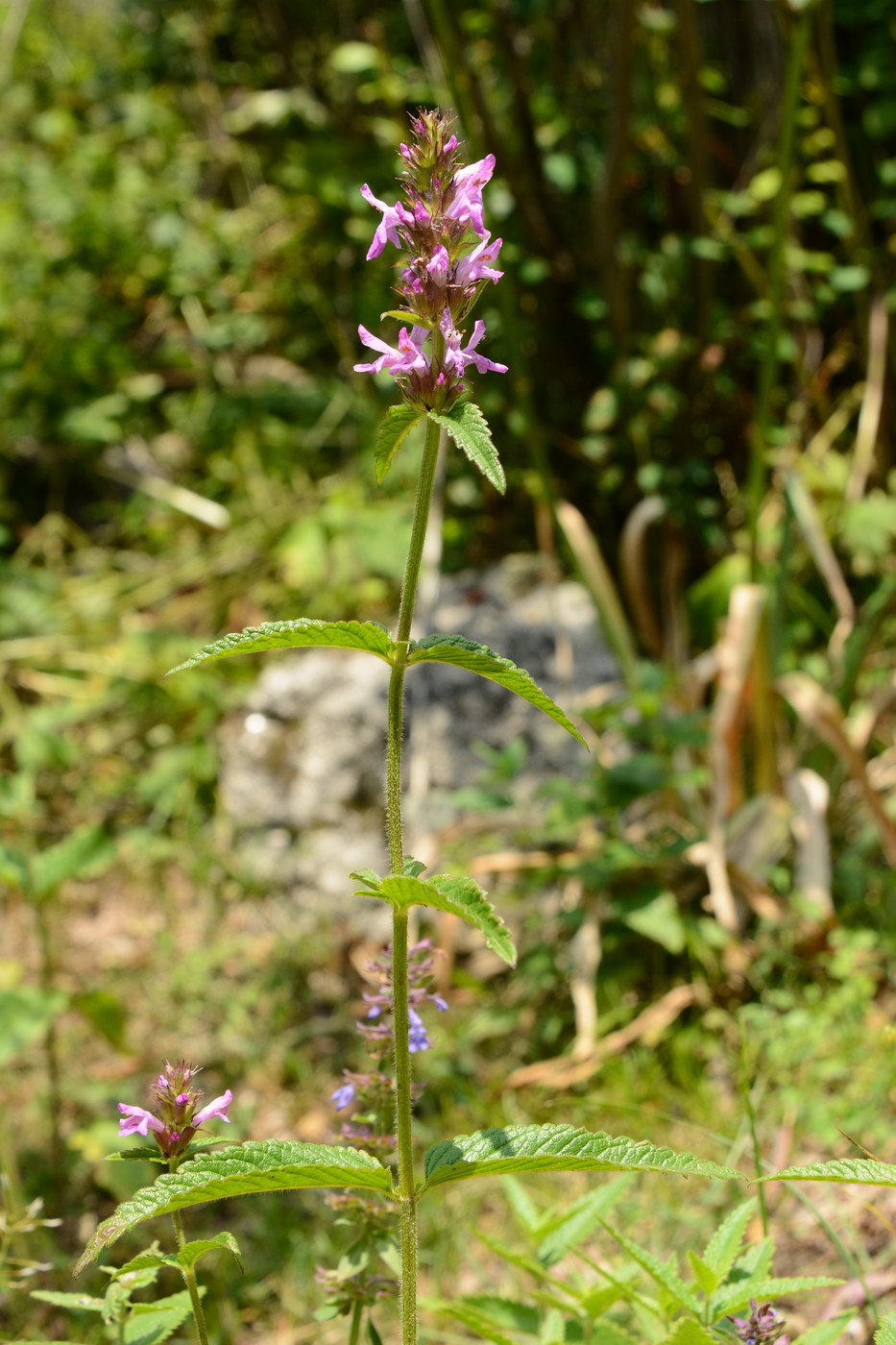 Image of Betonica betoniciflora specimen.