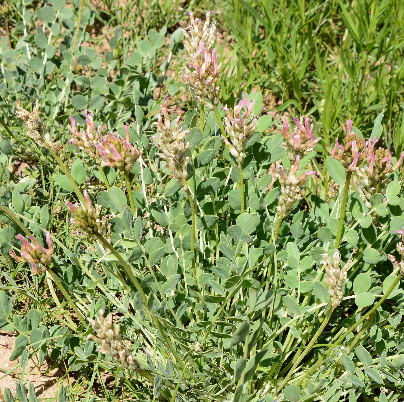 Изображение особи Astragalus platyphyllus.