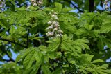 Aesculus hippocastanum