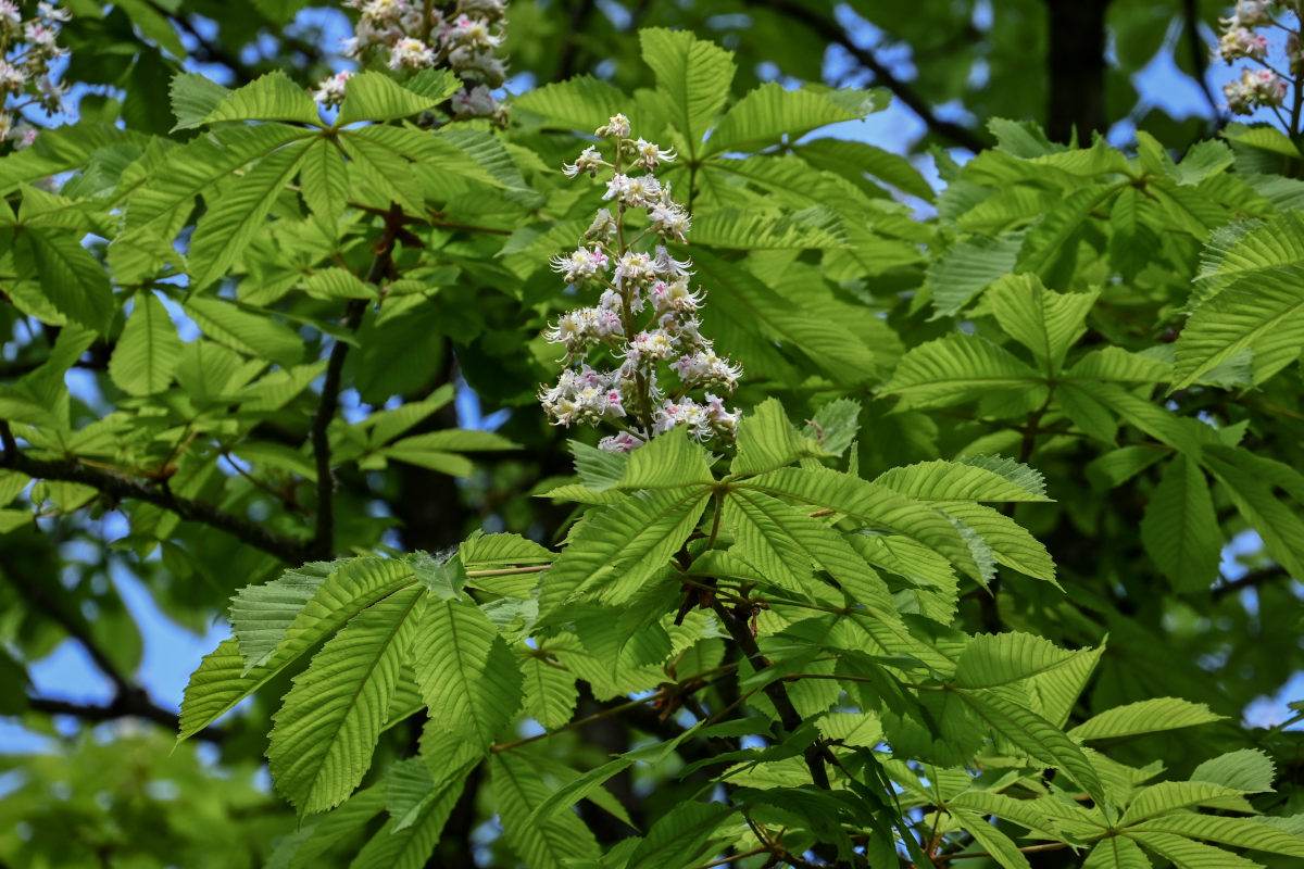 Изображение особи Aesculus hippocastanum.