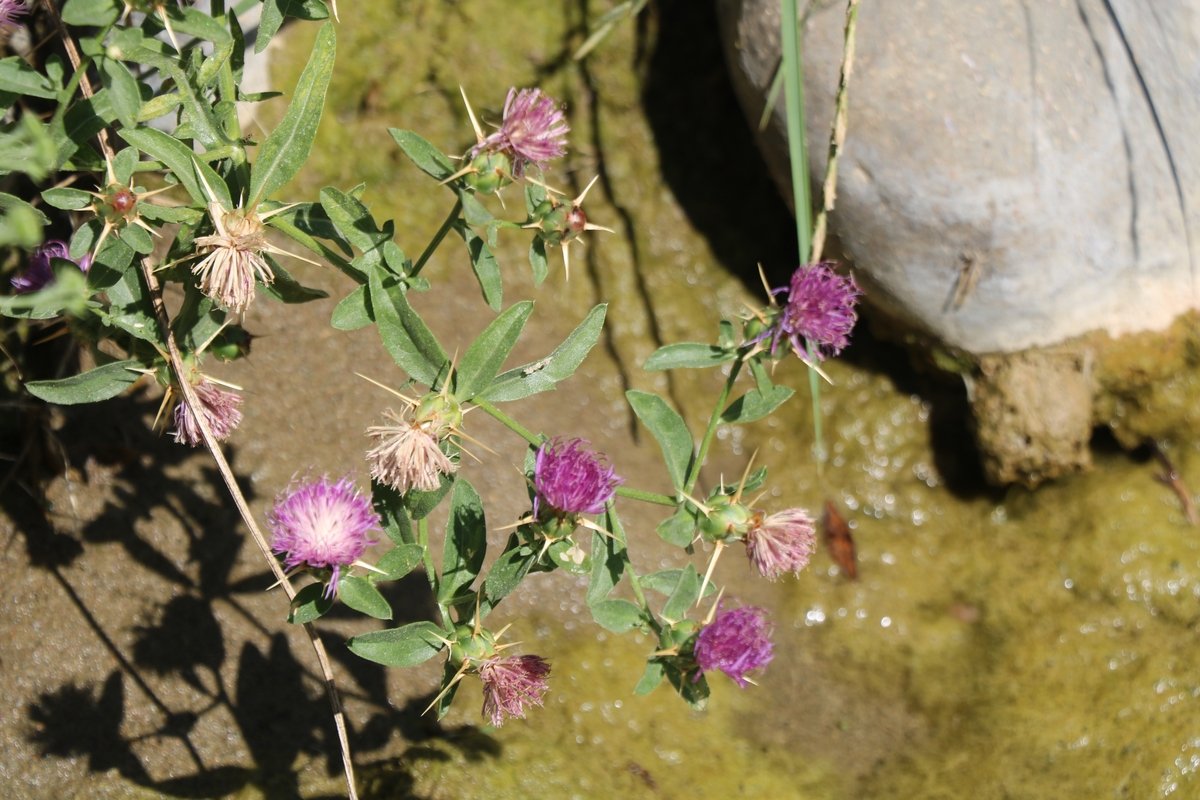 Image of Centaurea iberica specimen.