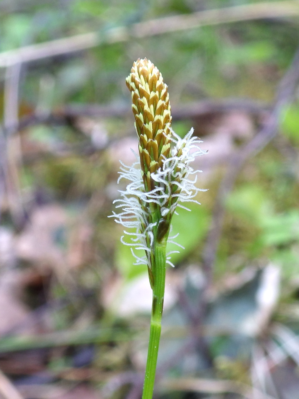 Изображение особи Carex caryophyllea.