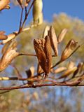 Syringa amurensis. Раскрывшаяся коробочка с двумя семенами. Хабаровский край, г. Комсомольск-на-Амуре, дол. руч. Тёплый ключ. 04.10.2024.