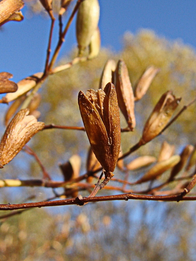 Image of Syringa amurensis specimen.