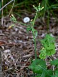 Sonchus oleraceus