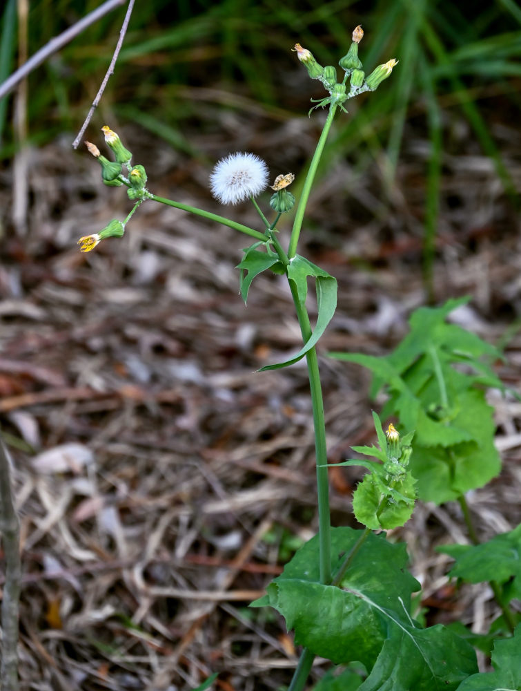 Изображение особи Sonchus oleraceus.