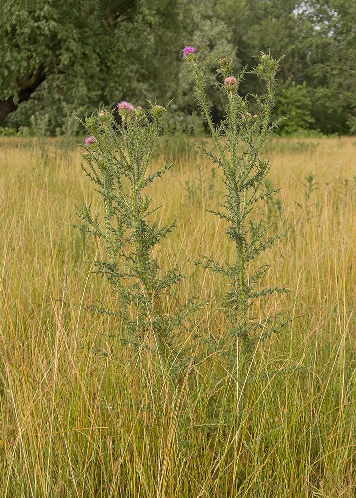 Изображение особи Carduus acanthoides.