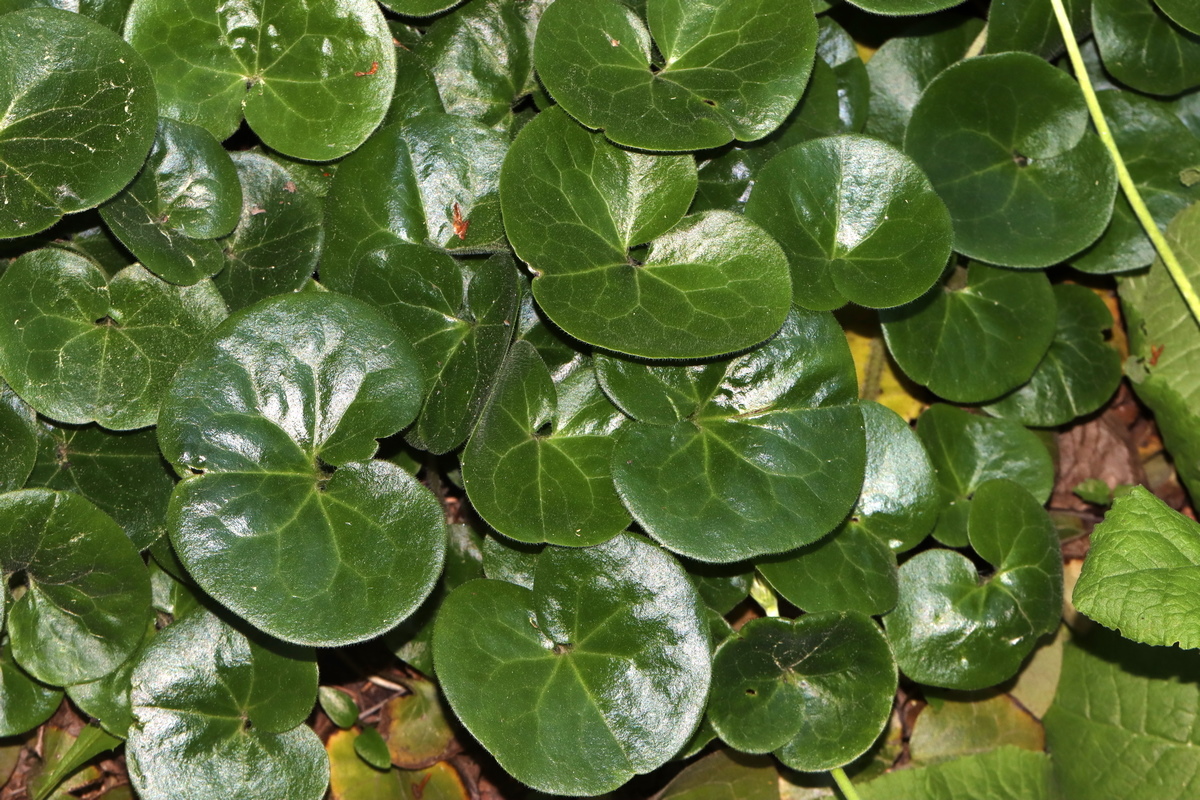 Изображение особи Asarum europaeum.