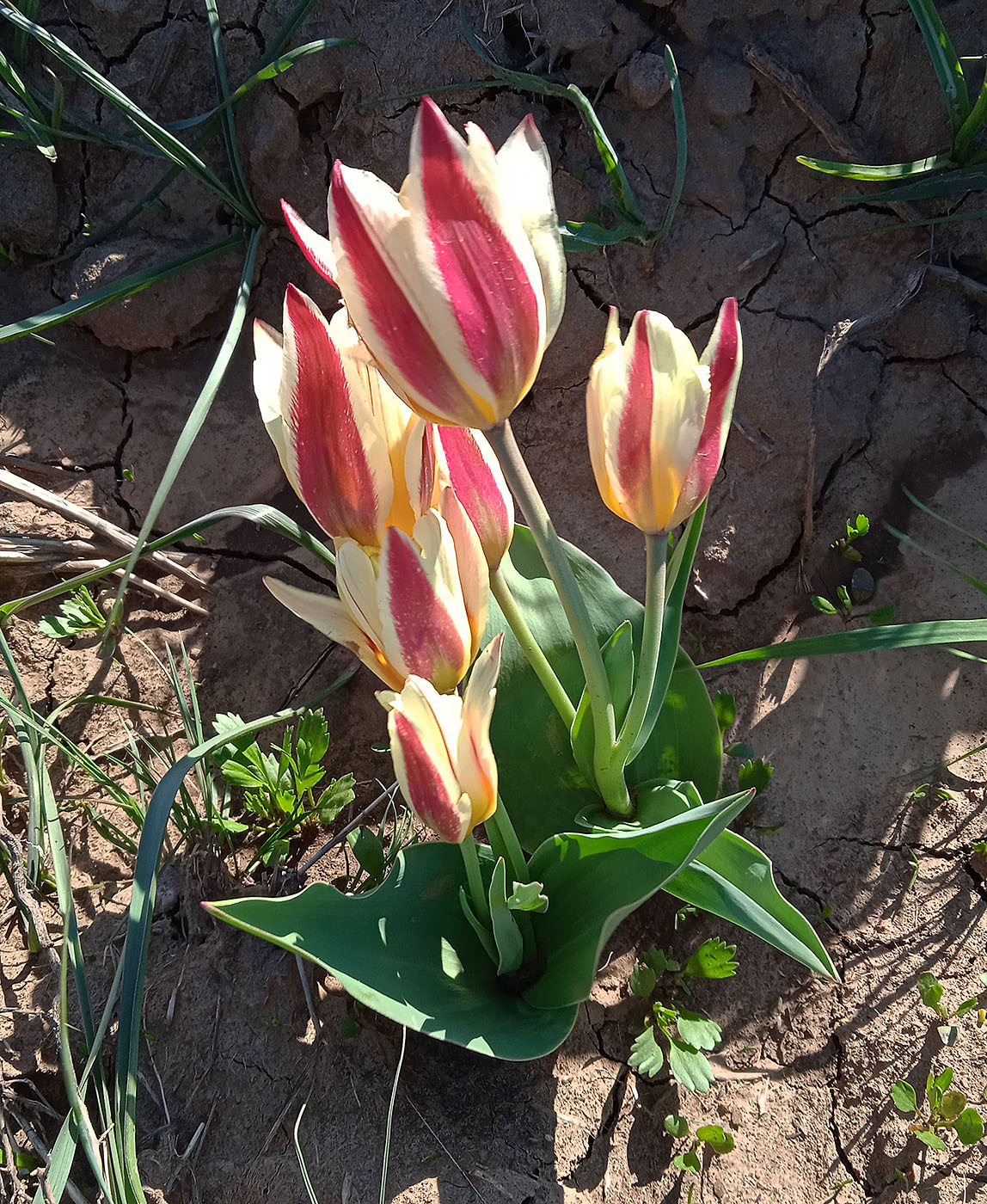 Image of Tulipa berkariensis specimen.