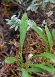 Parrya nudicaulis. Листья (сзади лист Oxytropis sp.). Камчатский край, Елизовский р-н, вулкан Авачинская сопка, западный склон, каменистая тундра. 11.08.2024.