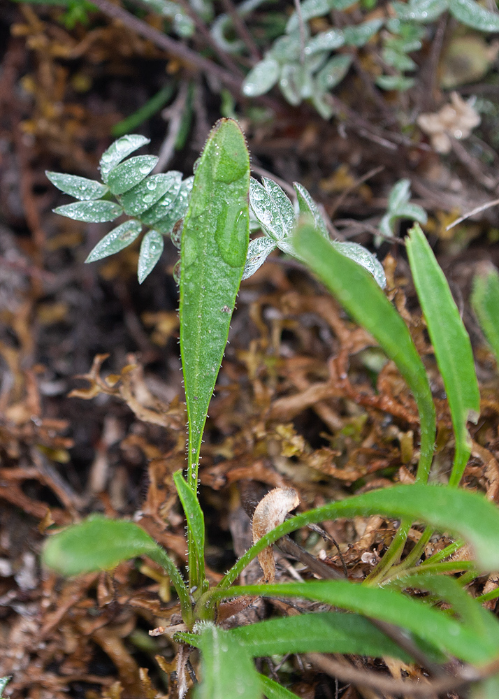 Изображение особи Parrya nudicaulis.