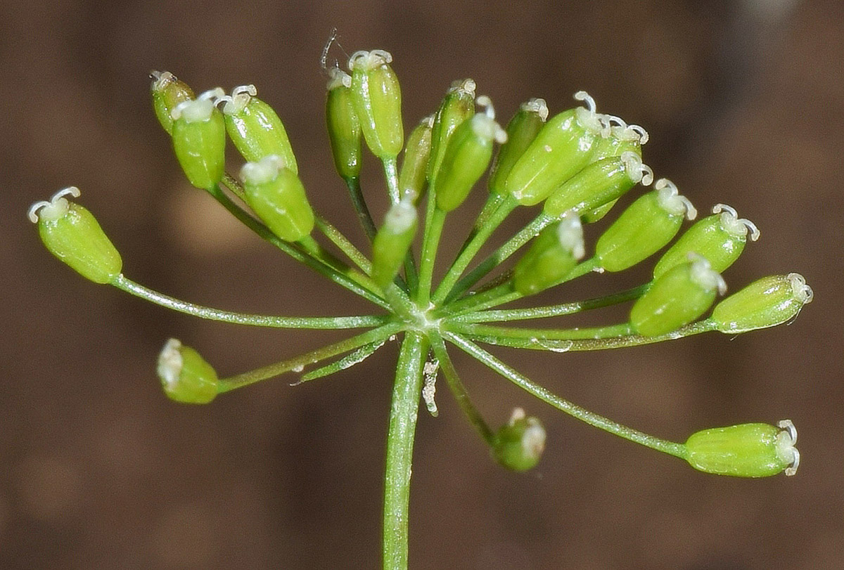 Image of Bunium intermedium specimen.