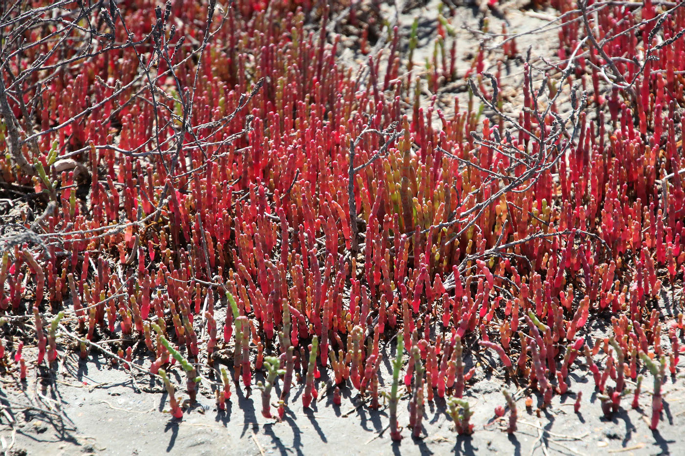 Image of Salicornia perennans specimen.