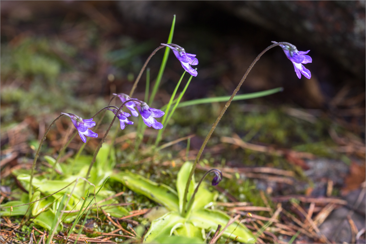 Image of Pinguicula vulgaris specimen.