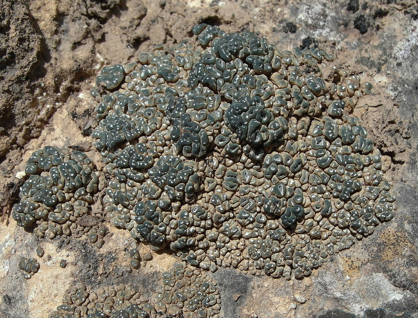 Image of Circinaria elmorei specimen.