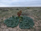 Rheum tataricum. Цветущее растение. Казахстан, Туркестанская обл., Сузакский р-н, Западная Бетпак-Дала, окр. пос. Кыземшек (бывш. Степной), равнинная полынно-боялычная пустыня, на глинистой почве. 14 апреля 2025 г.