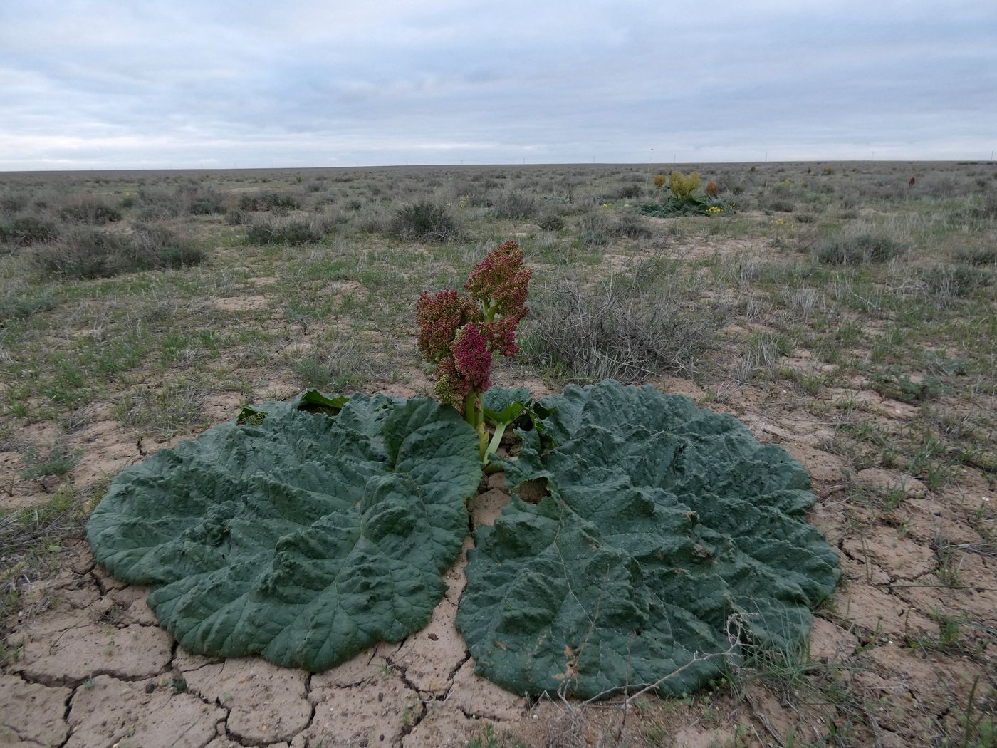 Image of Rheum tataricum specimen.