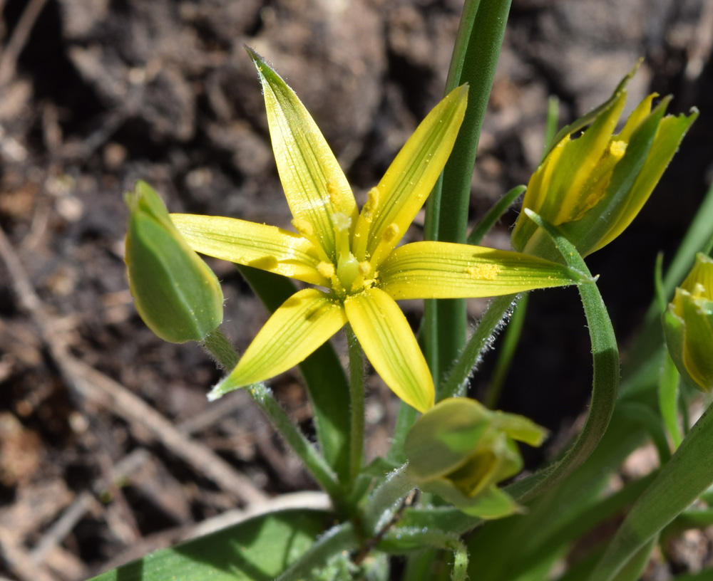 Image of Gagea vegeta specimen.