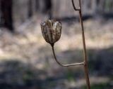 View full-size image Lilium pilosiusculum