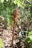 View full-size image Orobanche grenieri
