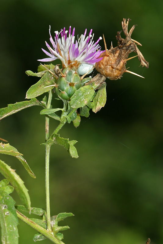 Image of Centaurea iberica specimen.