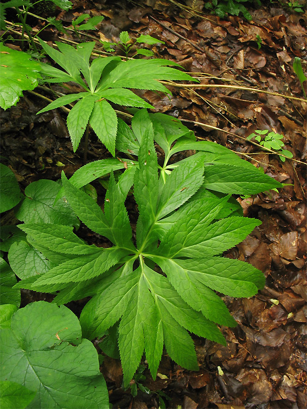 Изображение особи Helleborus purpurascens.