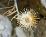 Смотреть изображение род Phagnalon