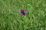 Смотреть изображение род Dactylorhiza